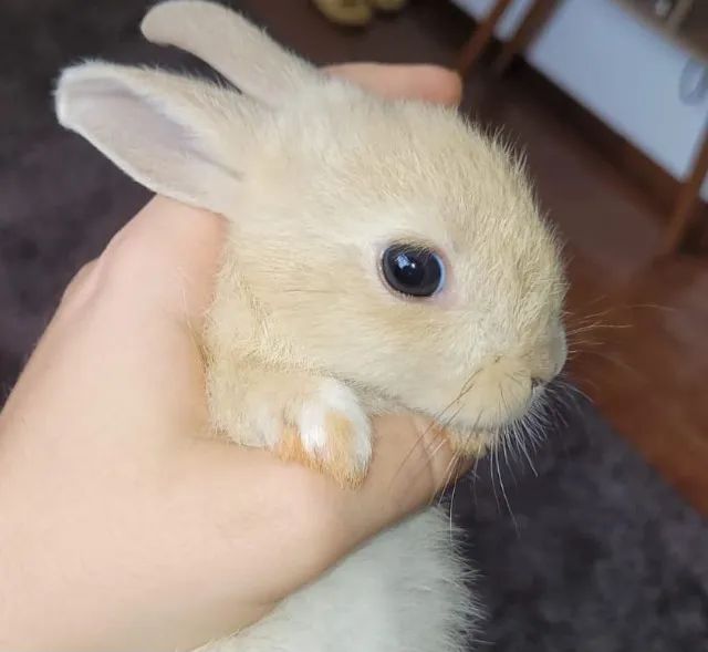 Filhotes de Coelho - Foto 4