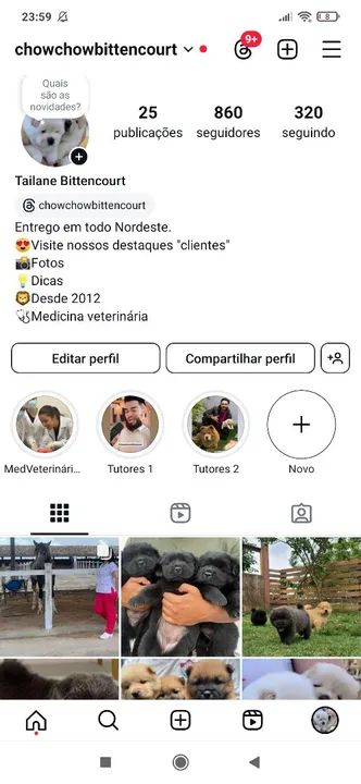 Filhotes de Chow Chow - Foto 6