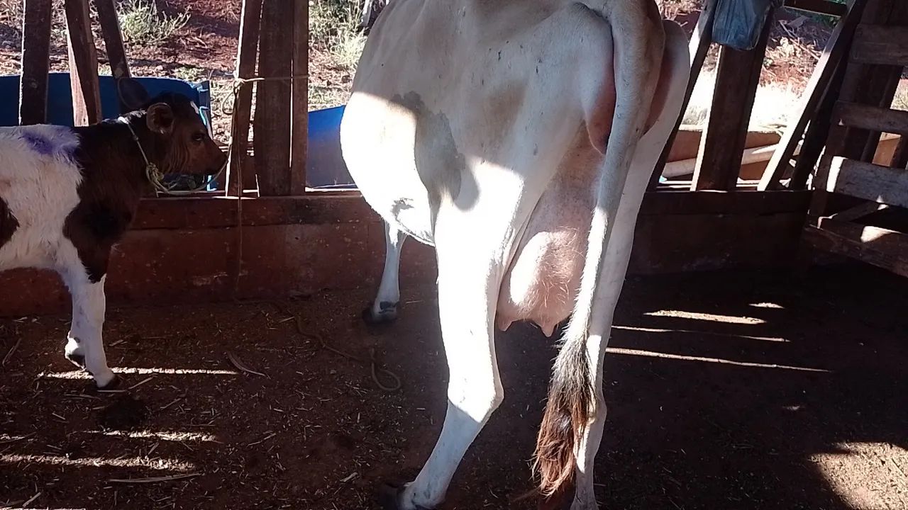 Vaca leiteira Jersey - Produtiva