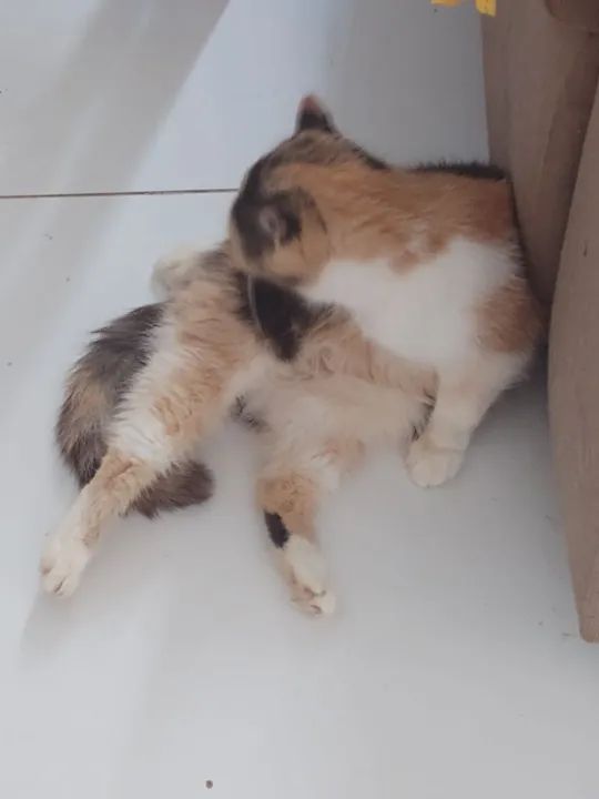 Doação responsável gata Persa exótica  - Foto 2