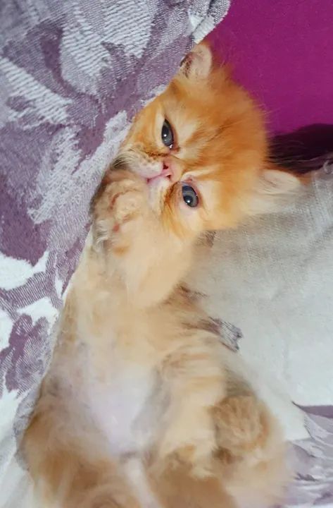 Filhote de gato persa-Guardiões do Vale - Foto 5