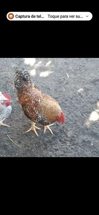 Galos caipirão,galinhas e pintinhos