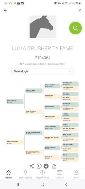 Égua QM PÔ de três tambores - Foto 3