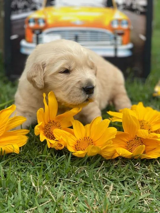 Filhotes Golden Retriever - Lindos e Saudáveis - Foto 4