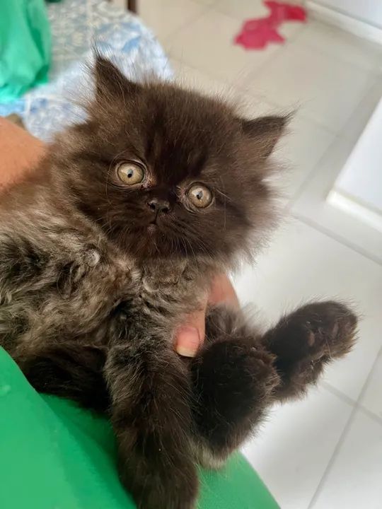 Gatinho persa disponível