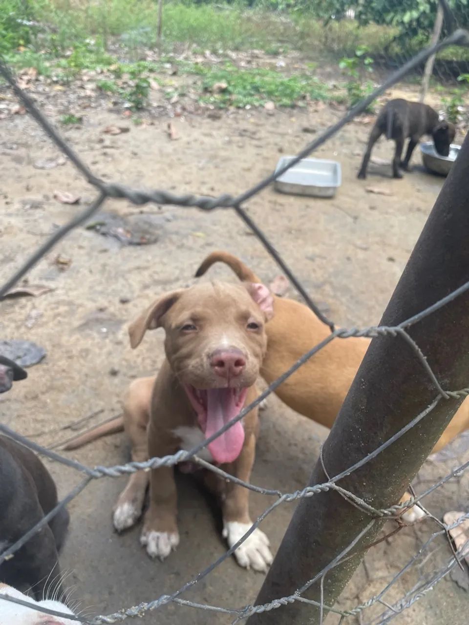 Pitbull venda - Foto 2