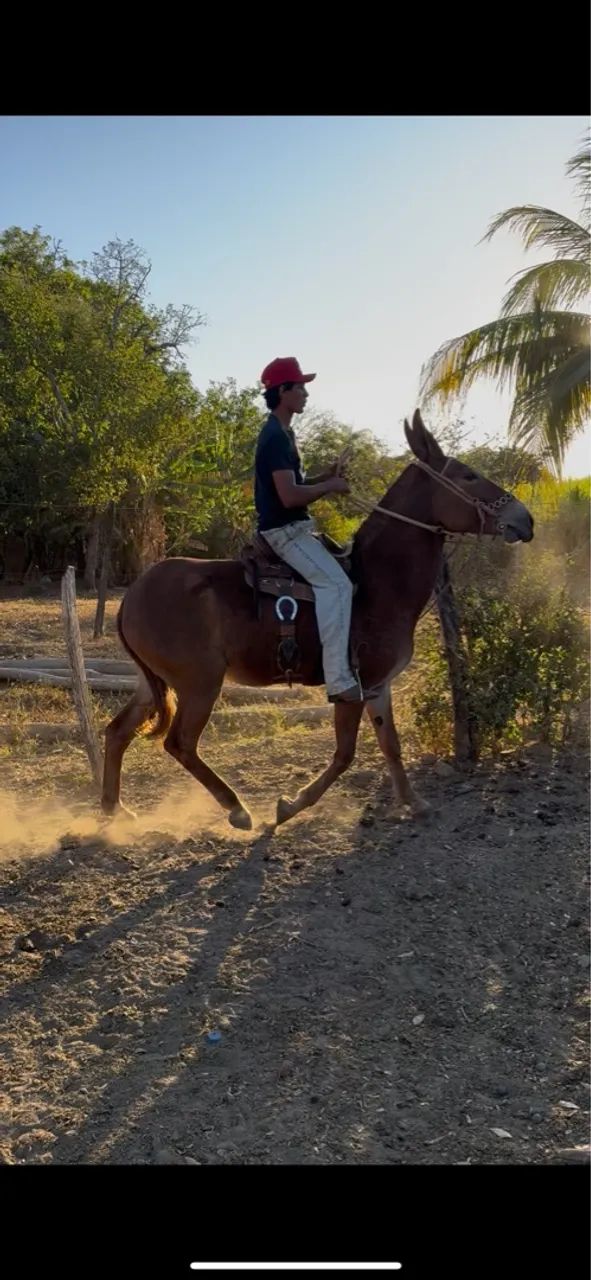 MULA REGISTRADA !  - Foto 2