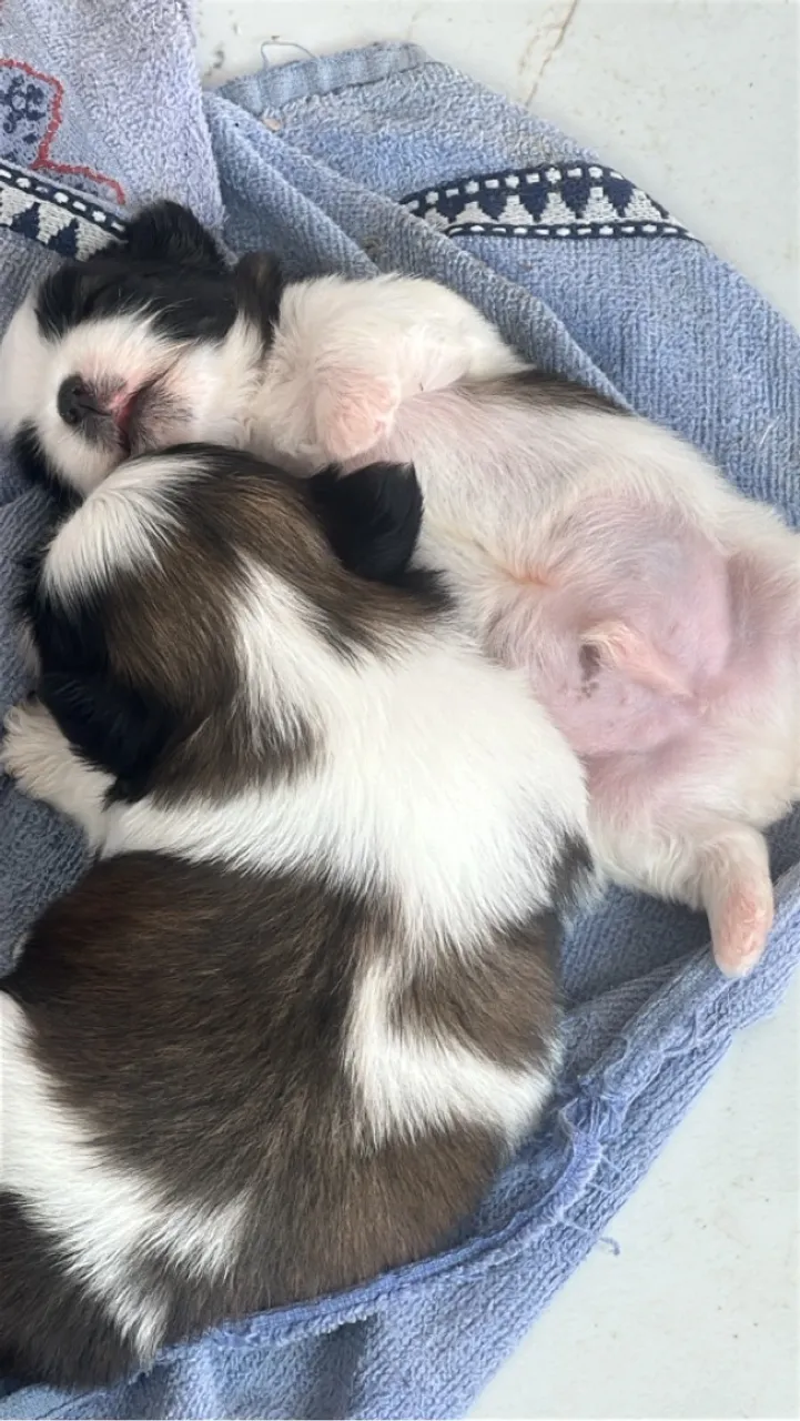 Filhotes Shih Tzu 