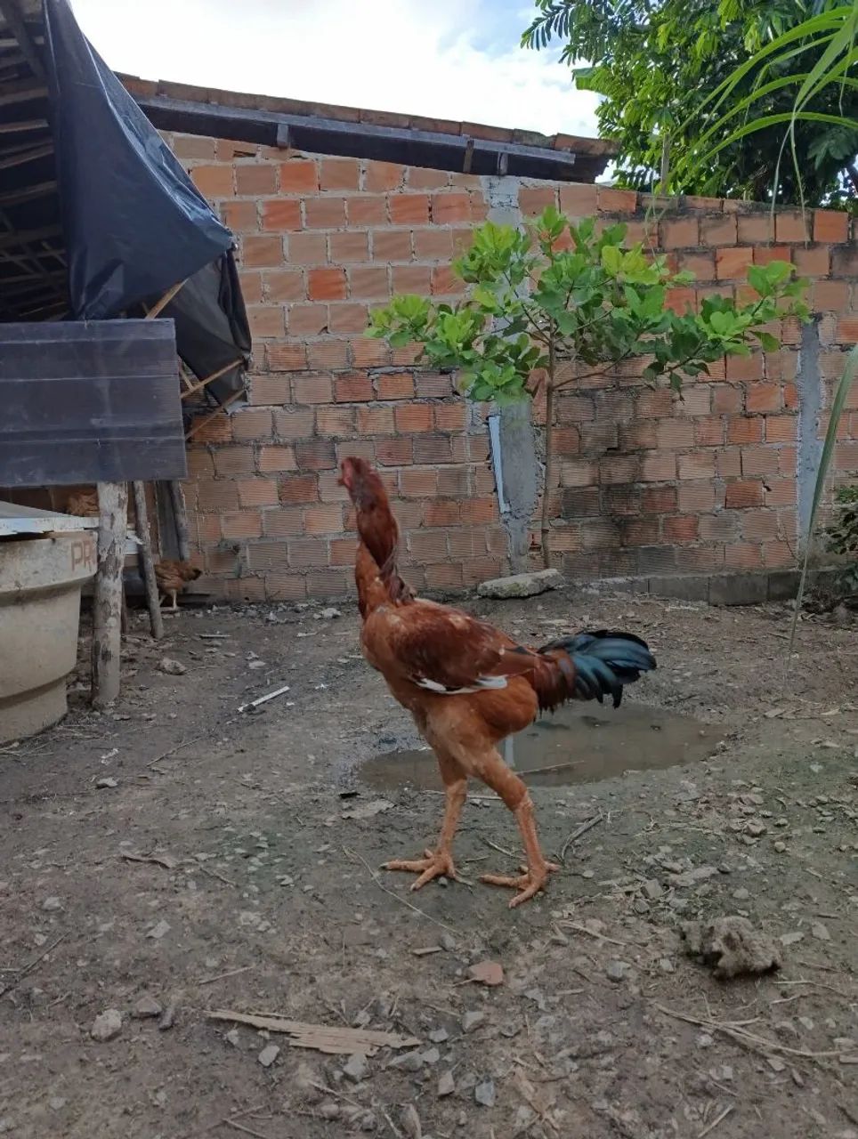Frango Índio Gigante  - Foto 4