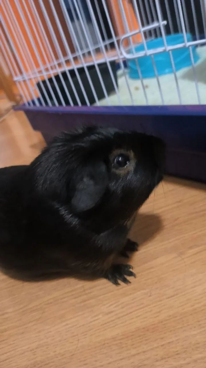 Porquinho da índia preto fofinho para adoção - Foto 6