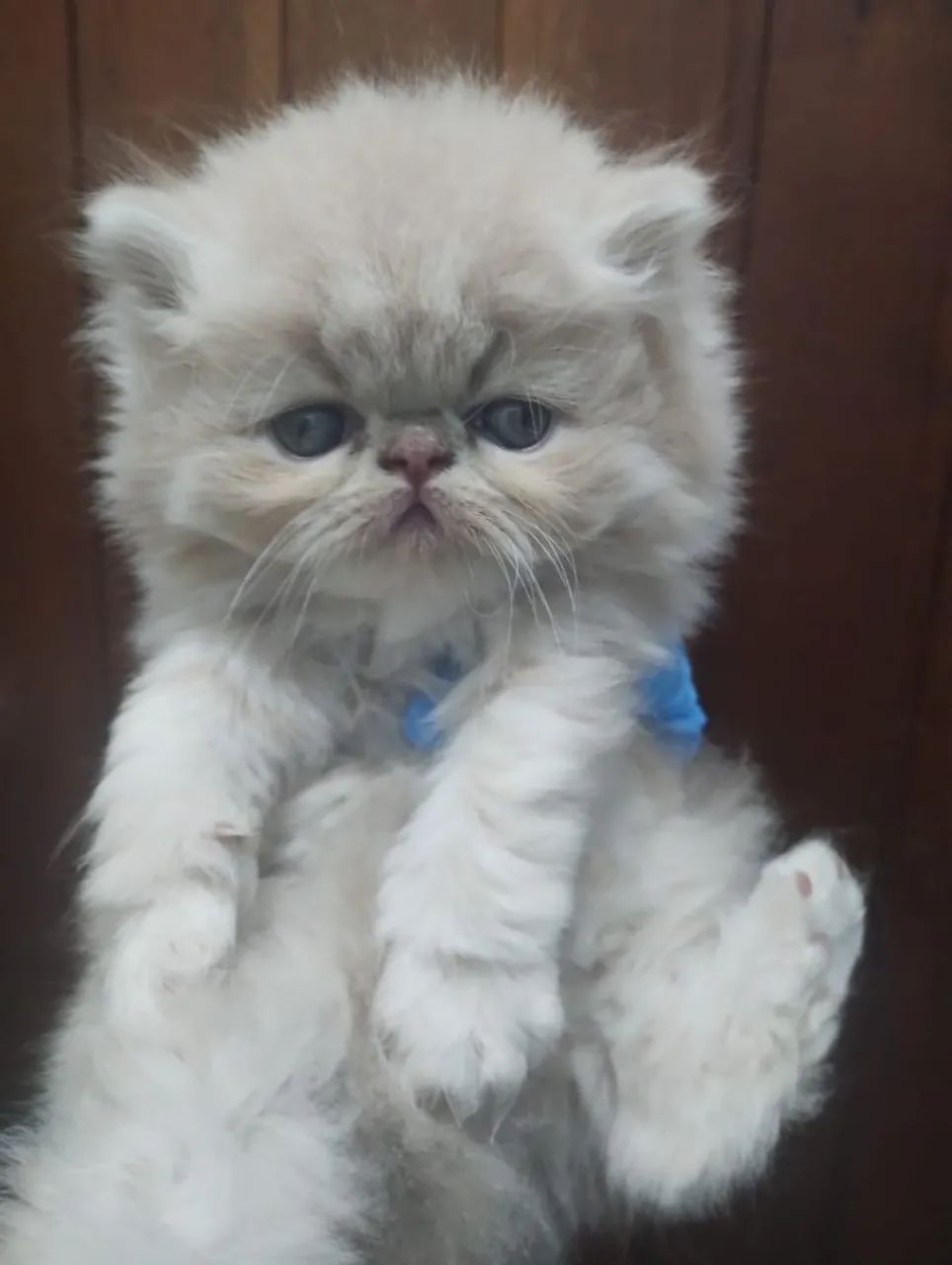 Persa lindos filhotes