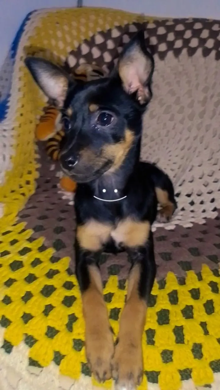 Pinscher Miniatura Filhote