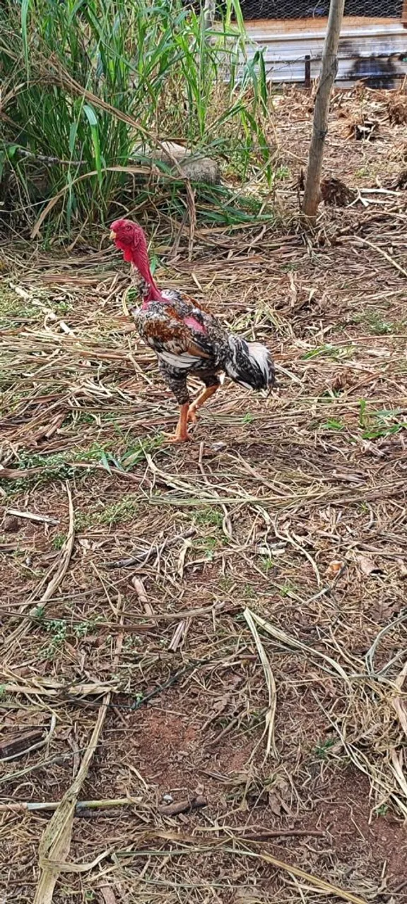 Galo pescoço pelado, pintinhos e franguinhos frangos frangas