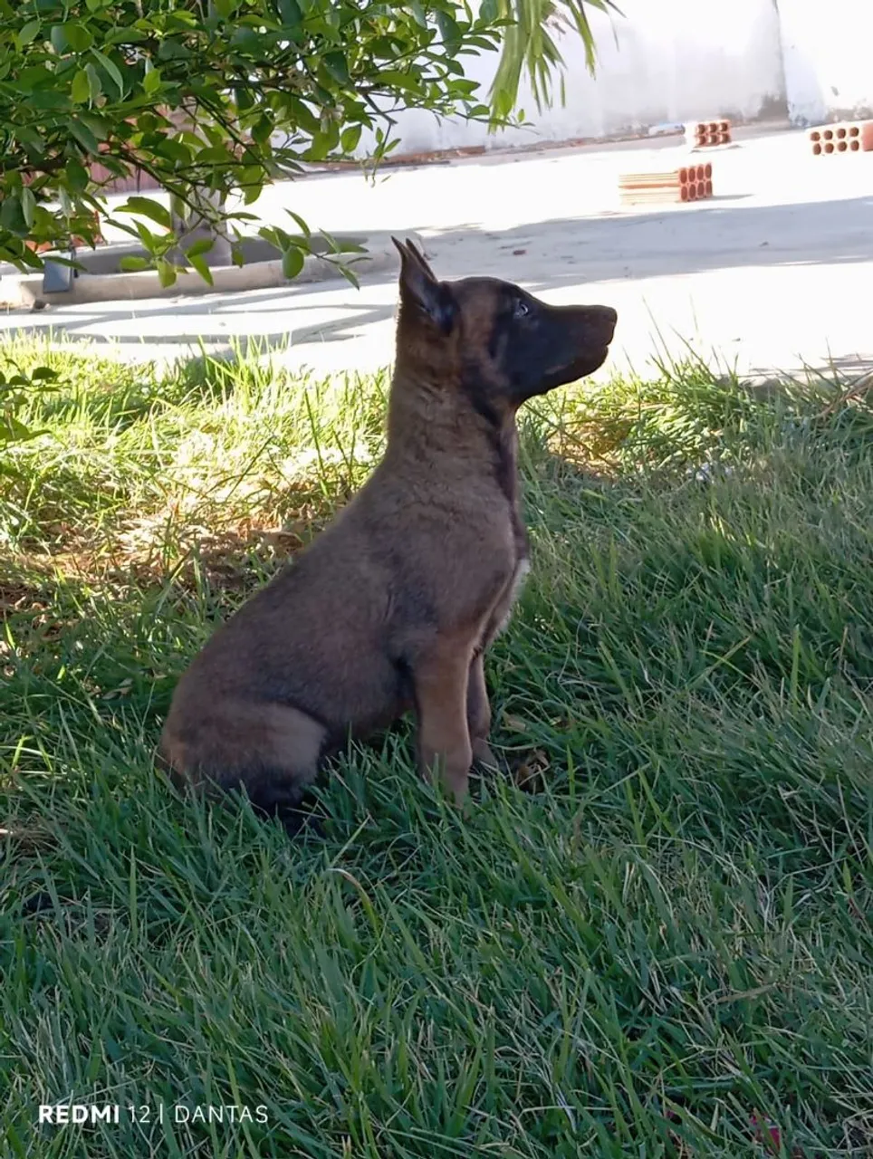 Filhote de Pastor Belga Malinois