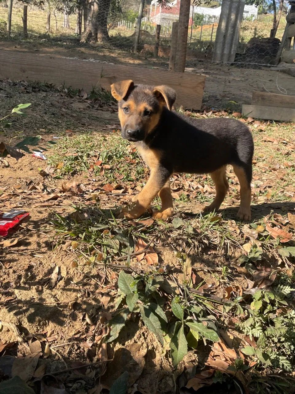 Filhote de cachorro - Foto 2