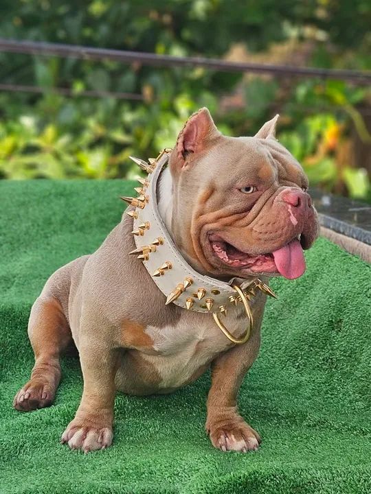 American Bully  Micro a partir 2500,00 - Foto 5