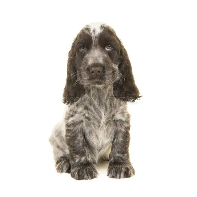 Cocker  Me Busca papai,mamãe por favor