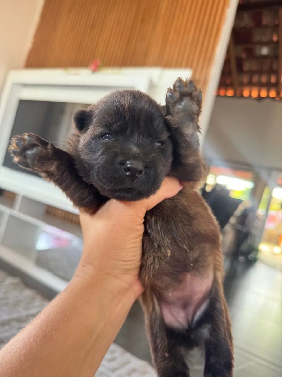 Filhote de Chow Chow puro  - Foto 5