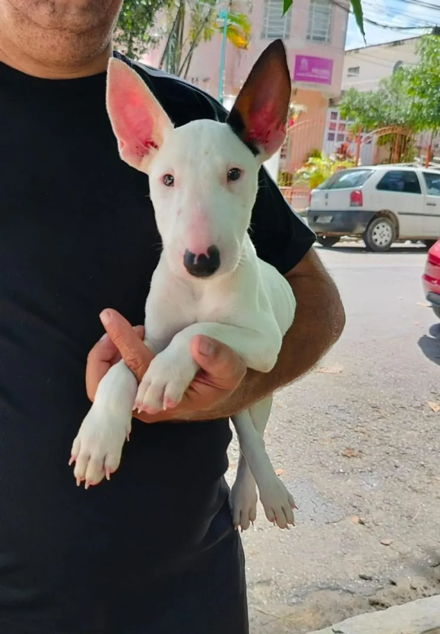 Filhote Bull Terrier Inglês - Pelúcia Branca e Orelhas Charmosas!