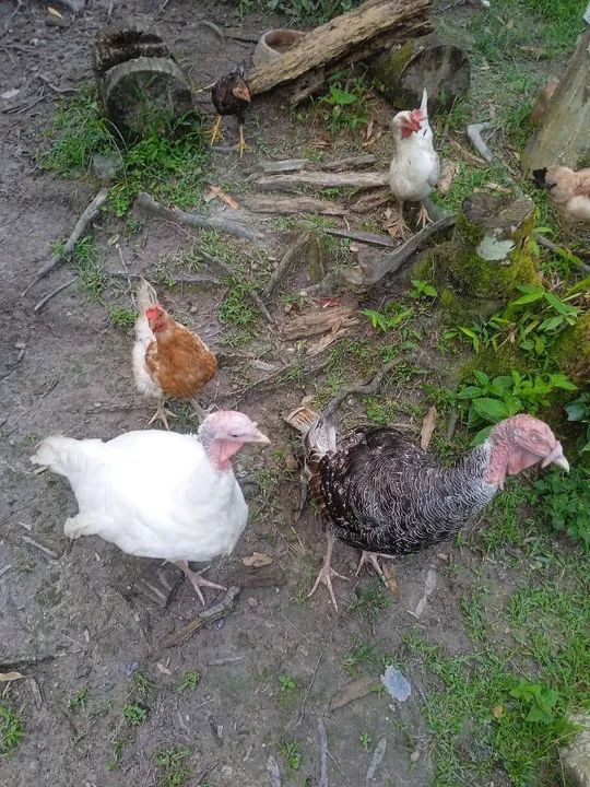 Desapegando. Não vendo separado