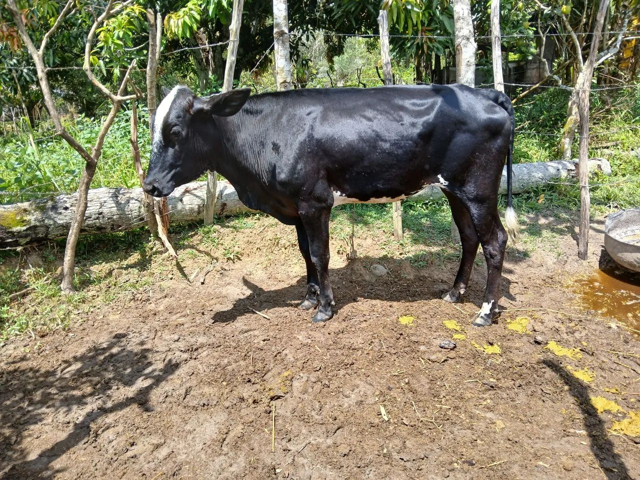 2  novilhas  girolanda  - Foto 4