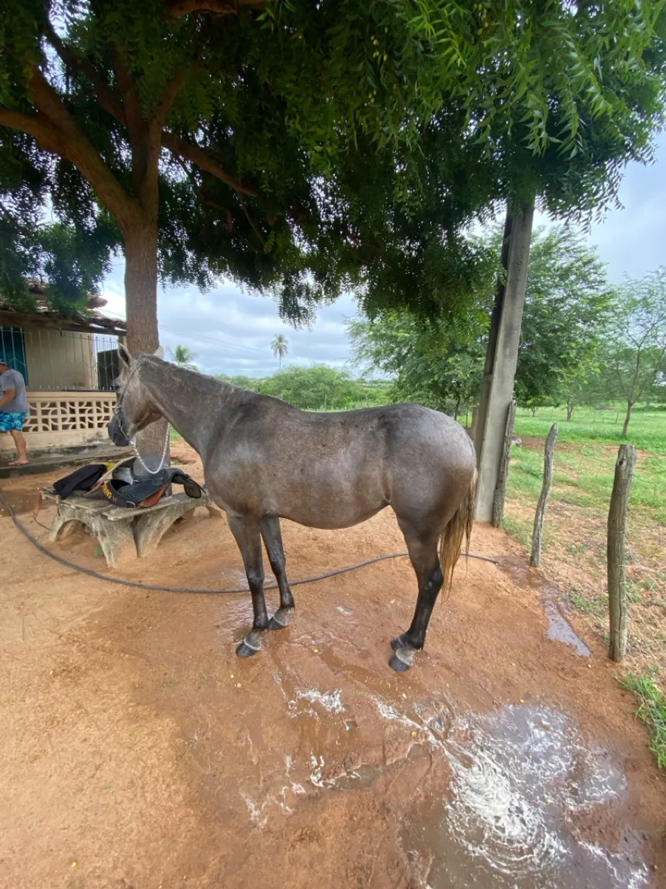 Cavalo para venda