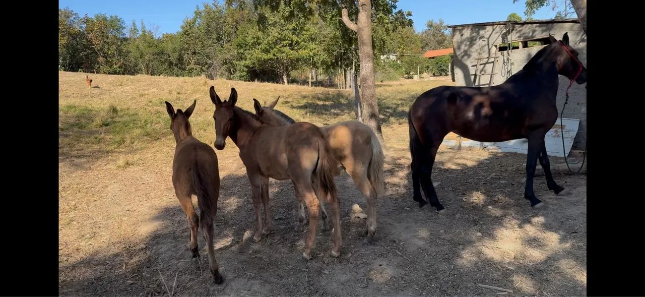 Mulas mangalarga marchador com pega