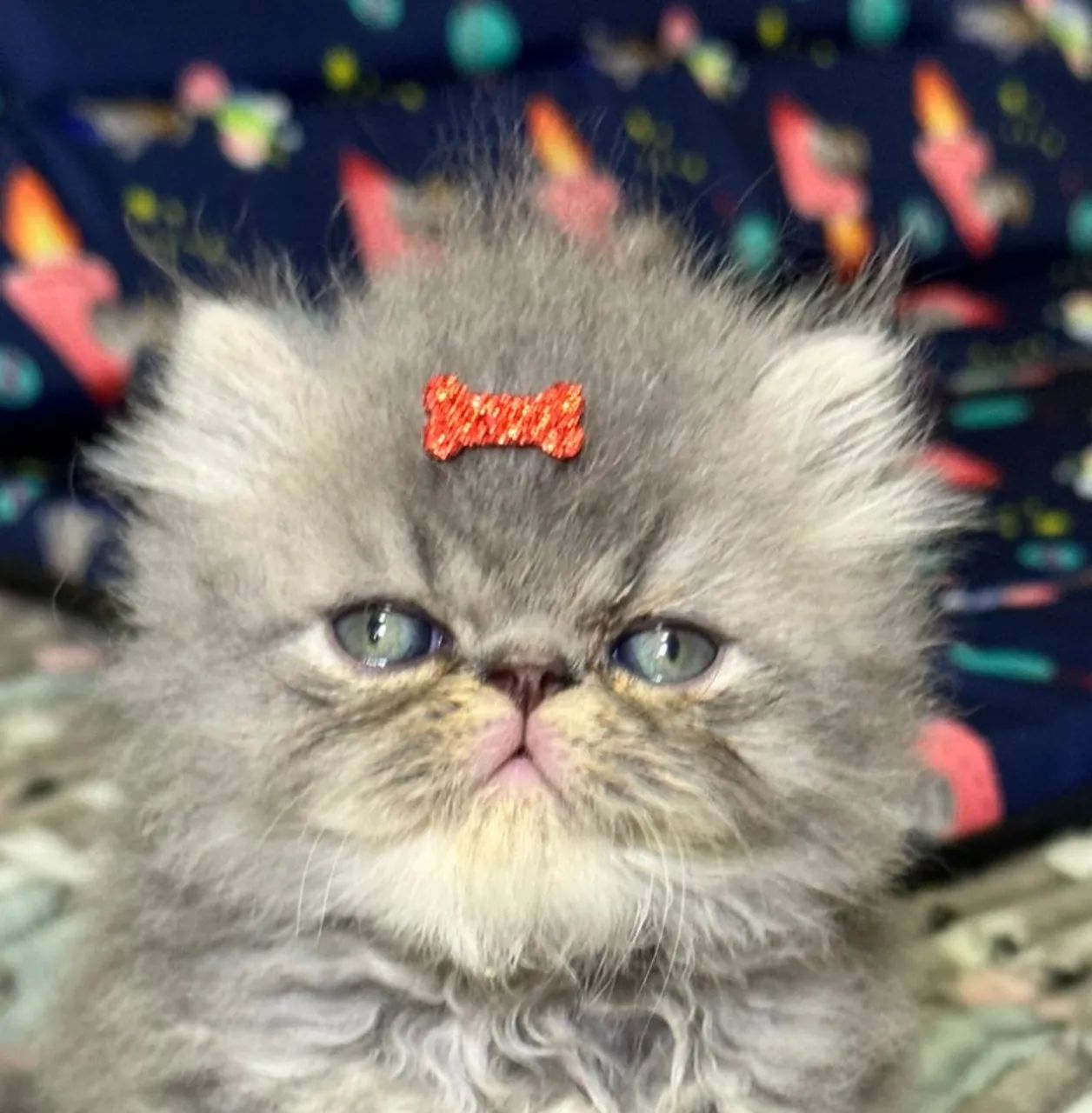 Filhotes persa  - Foto 5