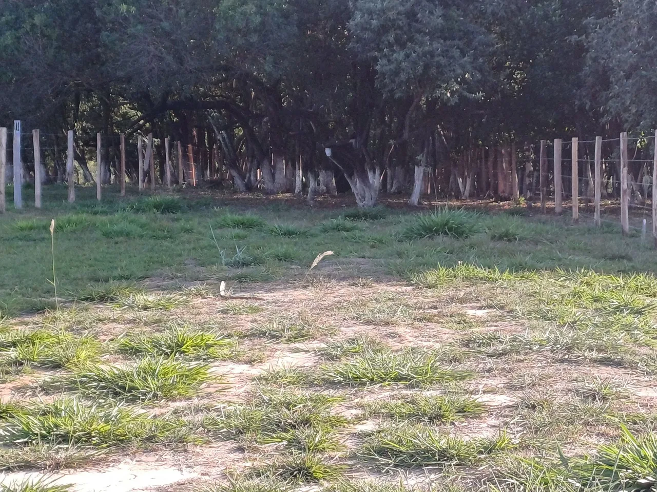 Terreno chacara 1000 metros bananal ipero