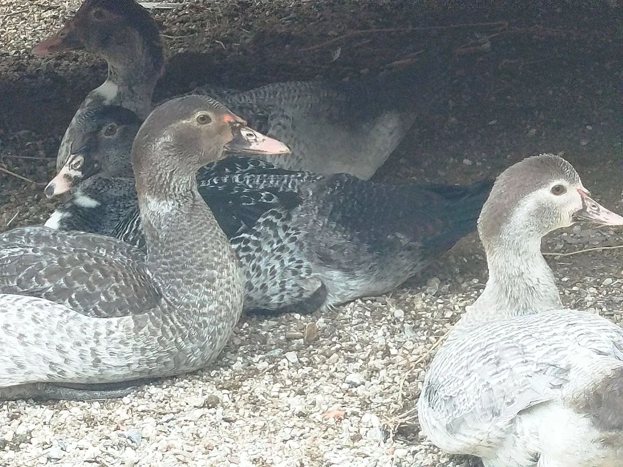 Patos machos novos  - Foto 3