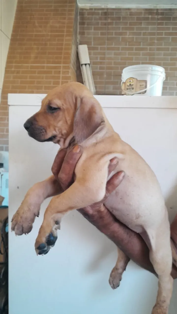Filhotes de Fila Brasileiro, animais de estimação