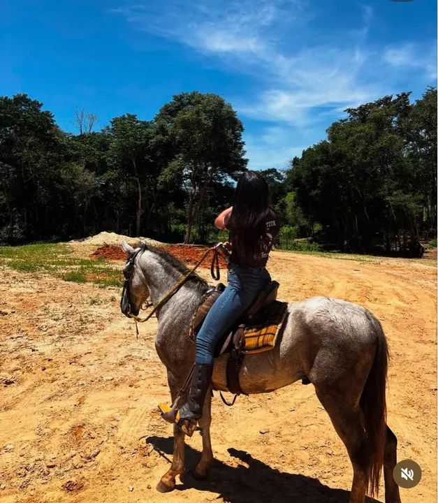 POTRO/CAVALO 3 anos e meio  - Foto 2