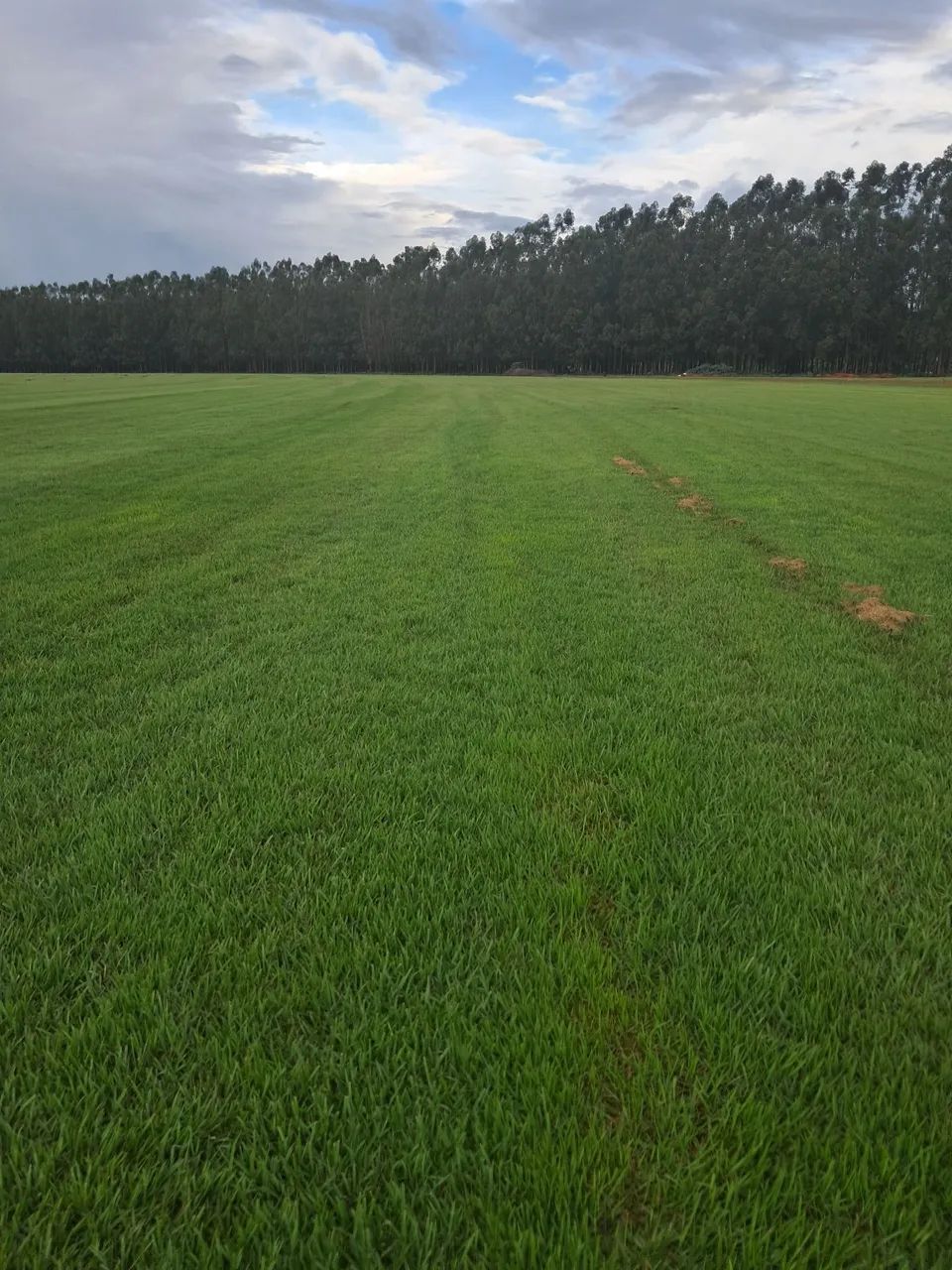 Gramas Esmeralda imperial - Foto 6