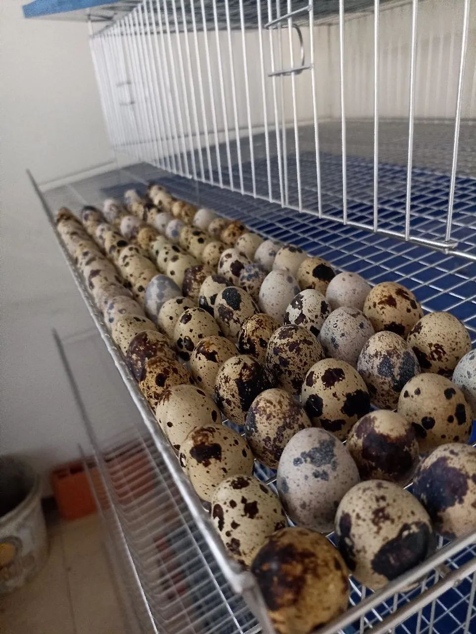 Ovos de codorna fértil 