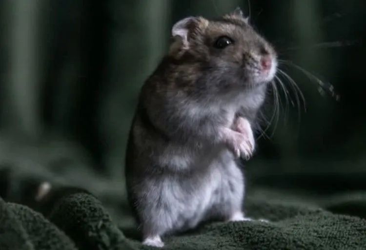 Hamsters anão russo 