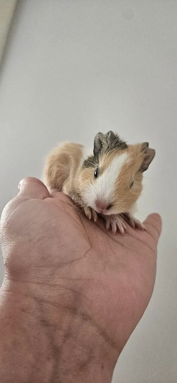 Porquinho da india  - Foto 3