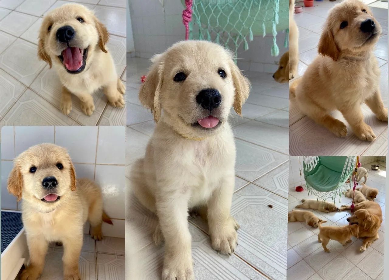 Filhote golden retriever