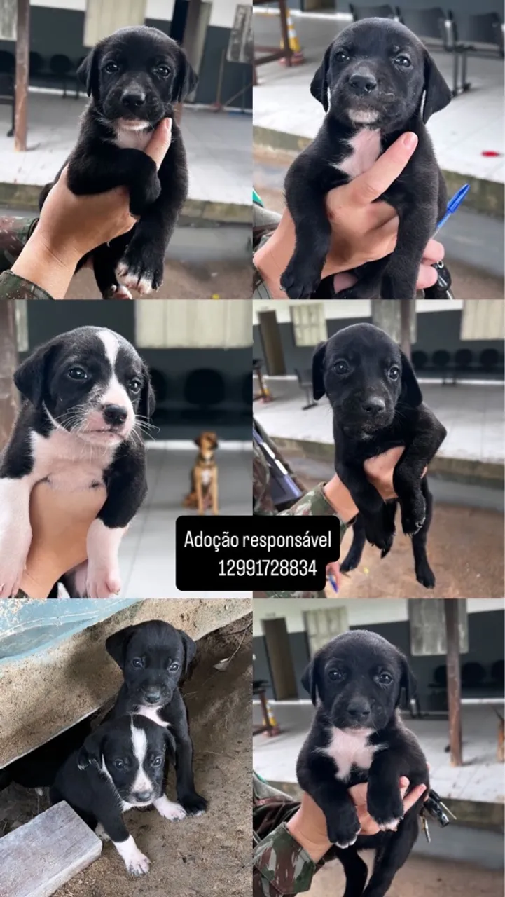 Filhotes de cachorro para adoção