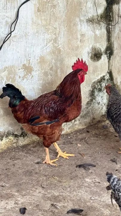 Vendo galos  - Foto 2
