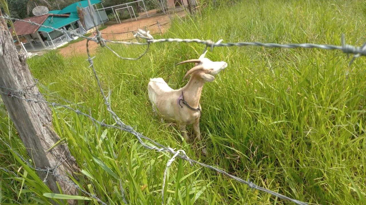 Cabra para venda ou troca  - Foto 2