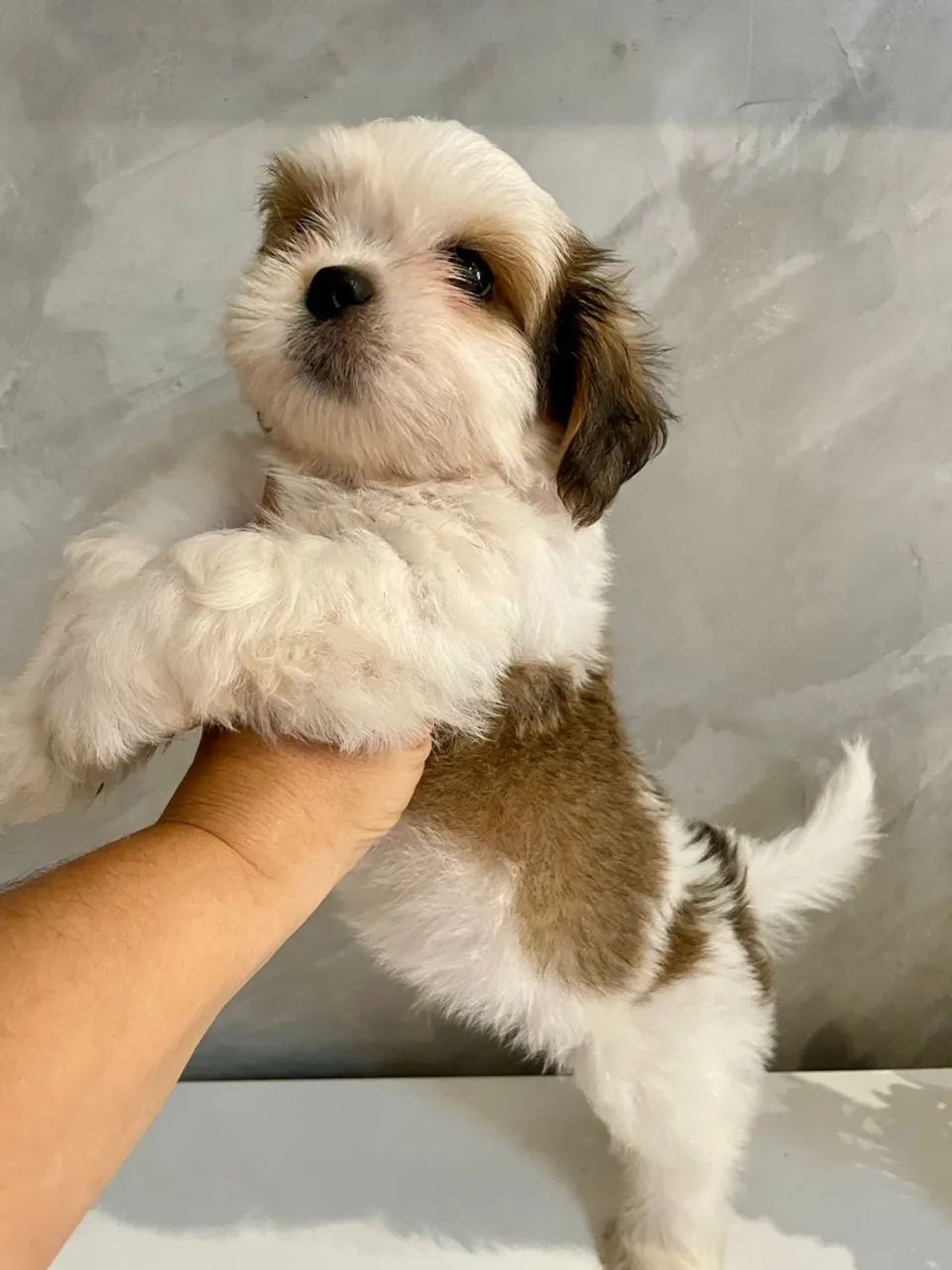 Amáveis filhotes de lhasa Apso , super lindos - Foto 5