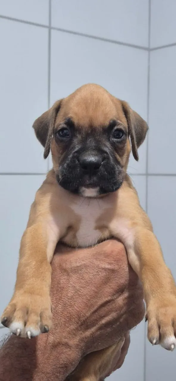 Filhote de Boxer disponível para adoção!