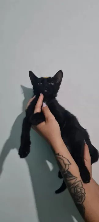 Gatinhos filhotes pra adoção (gato)