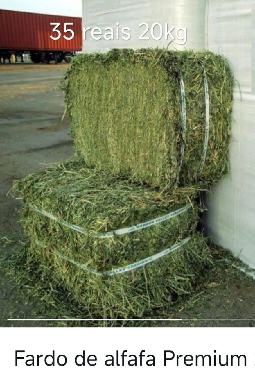 Feno de alfafa 