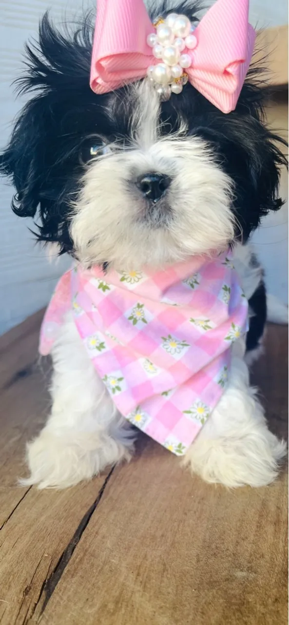 Shih Tzu Filhote com Laço Rosa