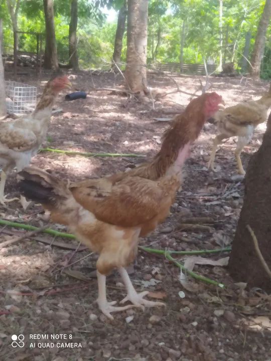 Galinha índio gigante  l