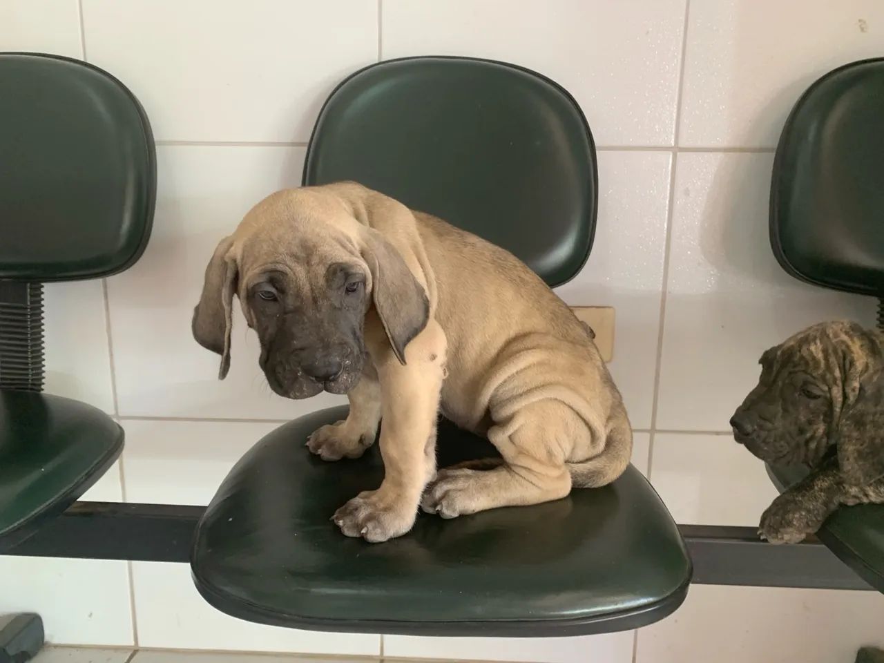 Fila Brasileiro Fêmea