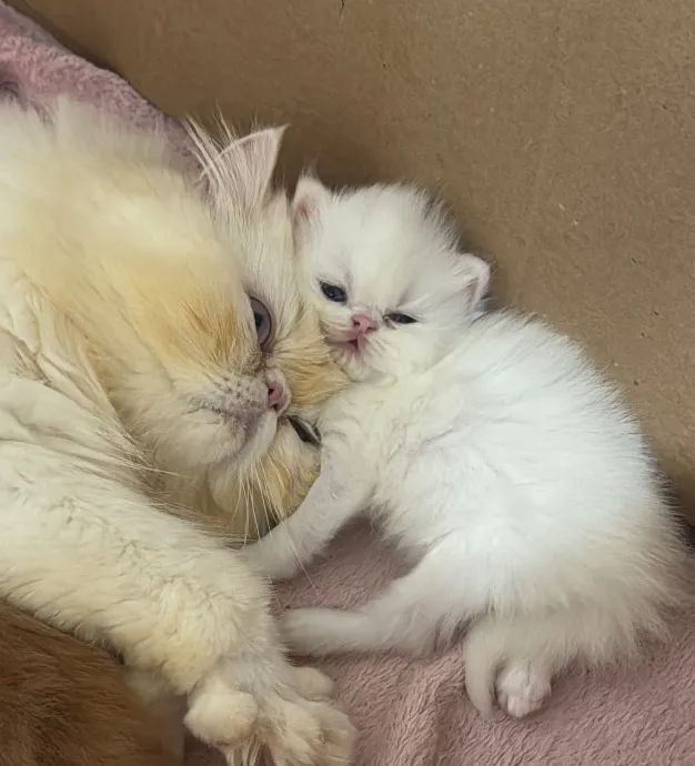 Filhotes persas padrão show, nas cores red, blue e branco. - Foto 4