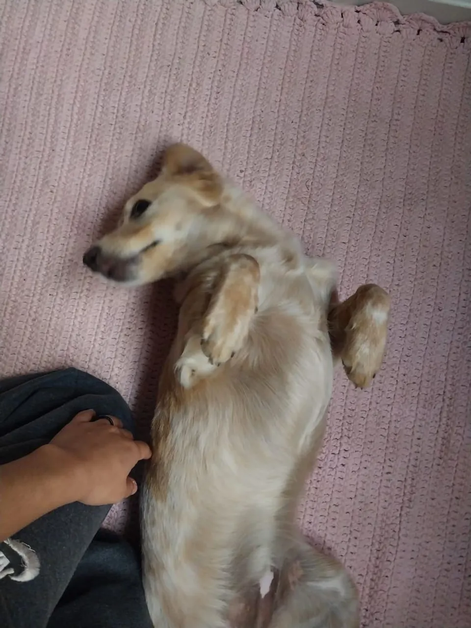 Cãozinho Feliz para Adoção