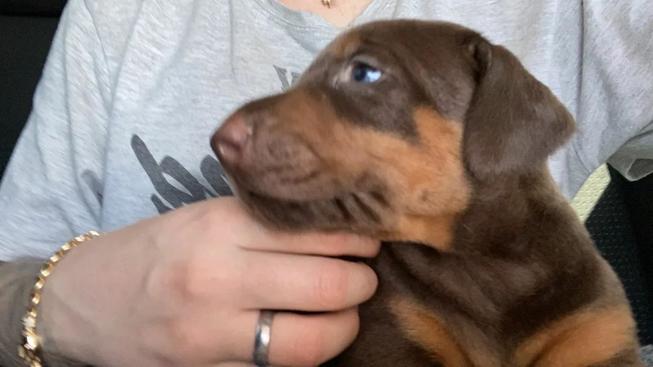 Filhotes de Doberman disponível  - Foto 5